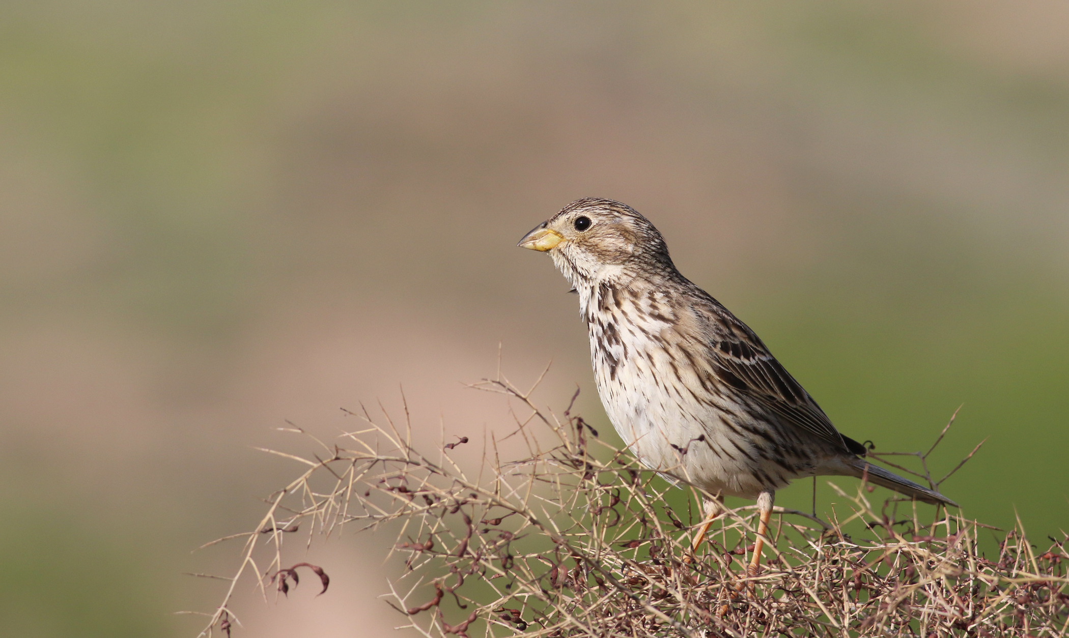 Corn Bunting